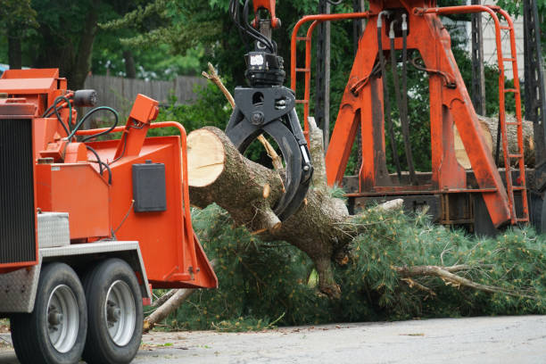 Best Emergency Tree Service  in USA